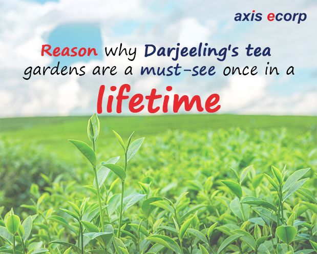 Reasons why Darjeeling's tea gardens are a must-see once in a lifetime 